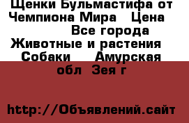 Щенки Бульмастифа от Чемпиона Мира › Цена ­ 1 000 - Все города Животные и растения » Собаки   . Амурская обл.,Зея г.